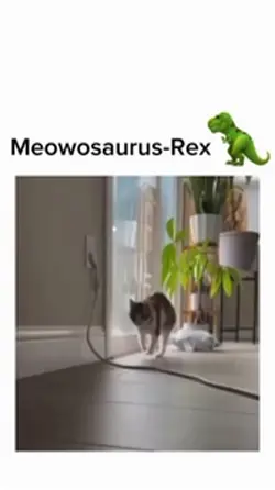 Meowosaurus-Rex