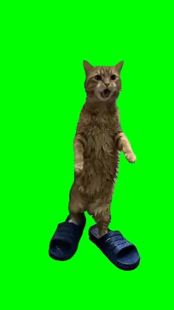 Wet Cat