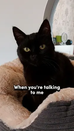 All I hear is...