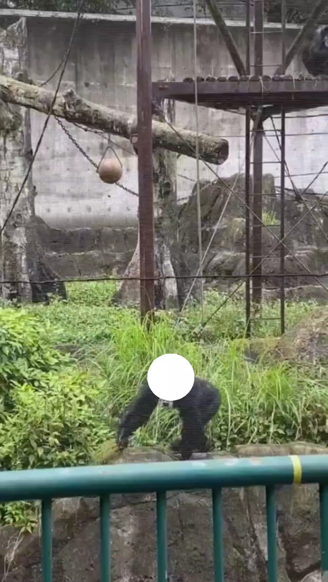 ゴリラの草投げ