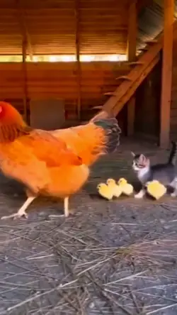 Chicken and Cat