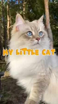 My Little Cat 