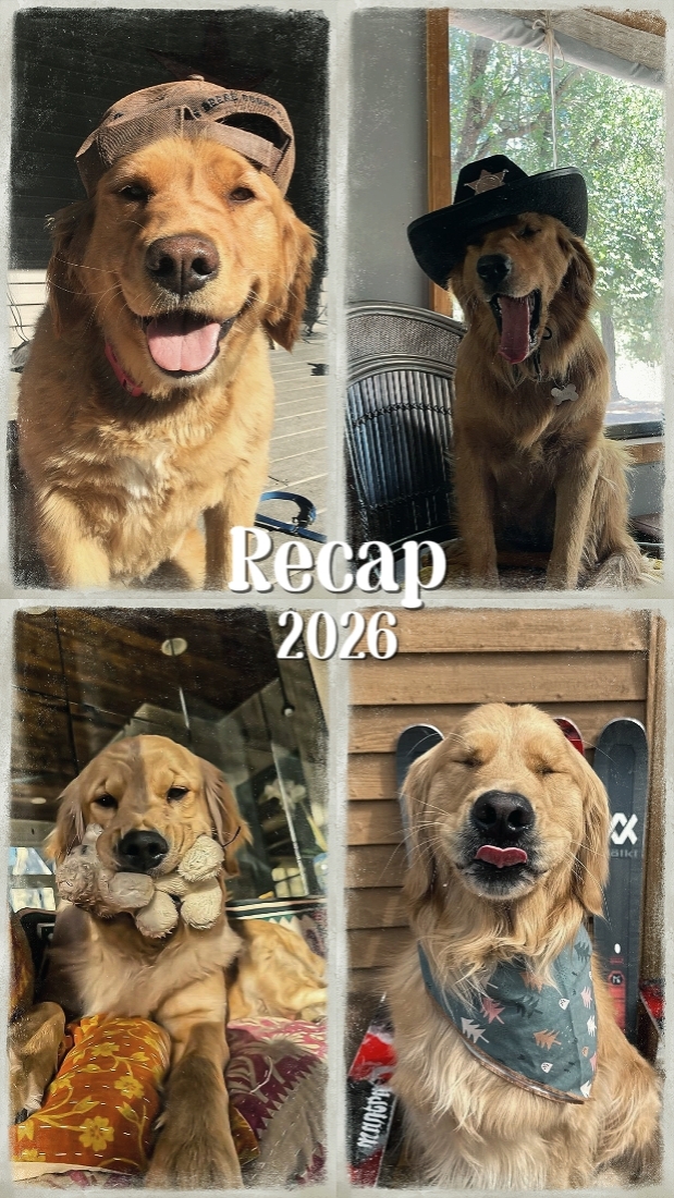 Resumen de momentos de perros