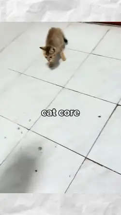 cat core