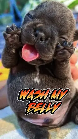 I am pibble