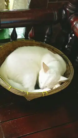 บังอรเอาแต่นอน