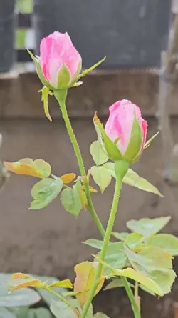 Mẫu 4 video hoa hồng