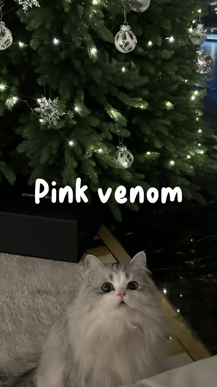 " Venom Merah Muda"