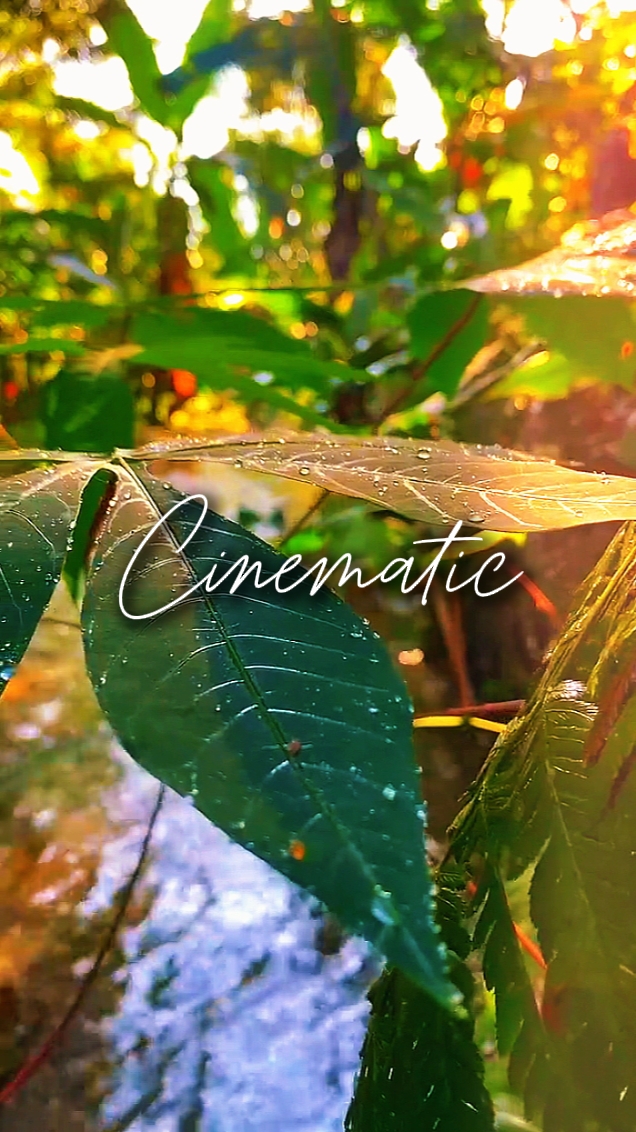NATURE VIBES