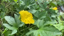 Vlog Flowers Beauty