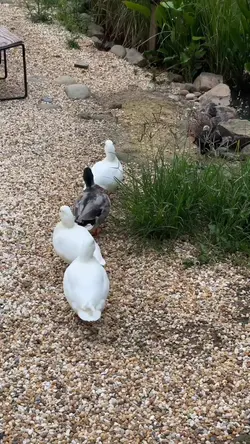 duck moment video