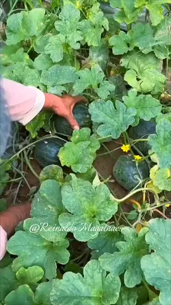 que fartura  benção 