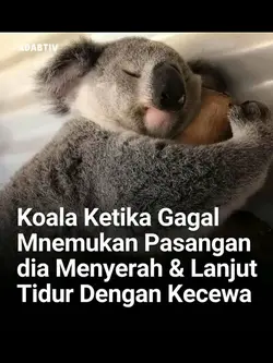 koala ketika gagal 