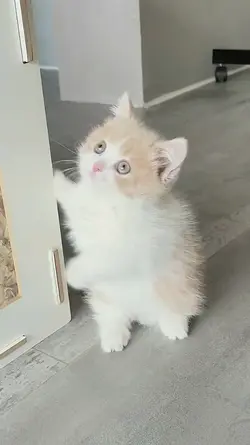 sound kucing lucu