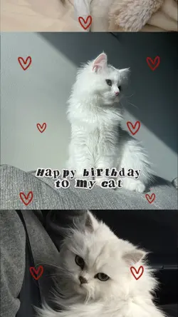 hbd my cat 