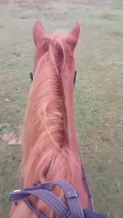 Reiten ist "einfach"