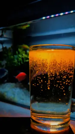 TURMERIC TREND