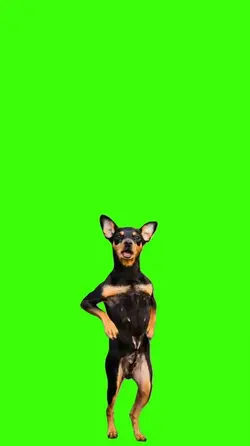 Cachorro.