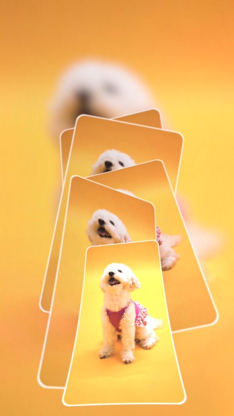 Aniversário de cachorro