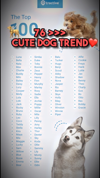 Tendance chien mignon❤️