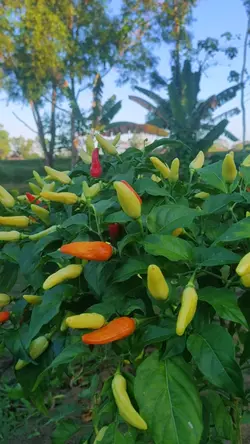 petani cabe