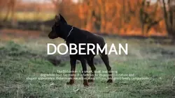 Doberman dog
