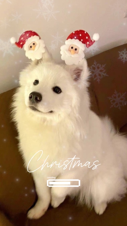 Weihnachten Haustier