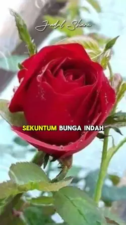 Tanpamu Tety Kady