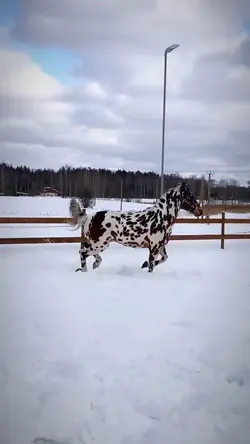 THAT HORSE .