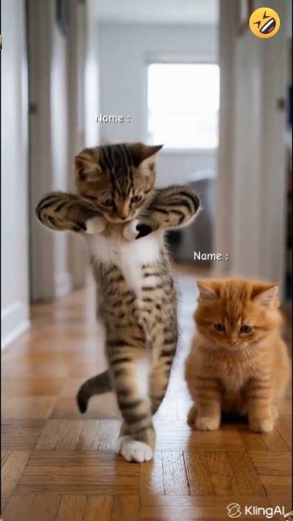 Gato de baile divertido... 