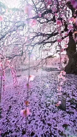 🛵SUGIちゃんネル🛵