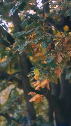 8 Videos Cinematic