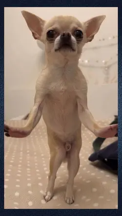 dancing dog