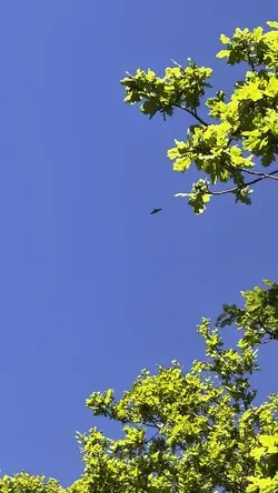 Tree and sky