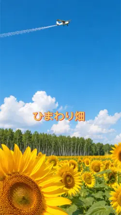 ひまわり畑/よしき