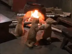 cats