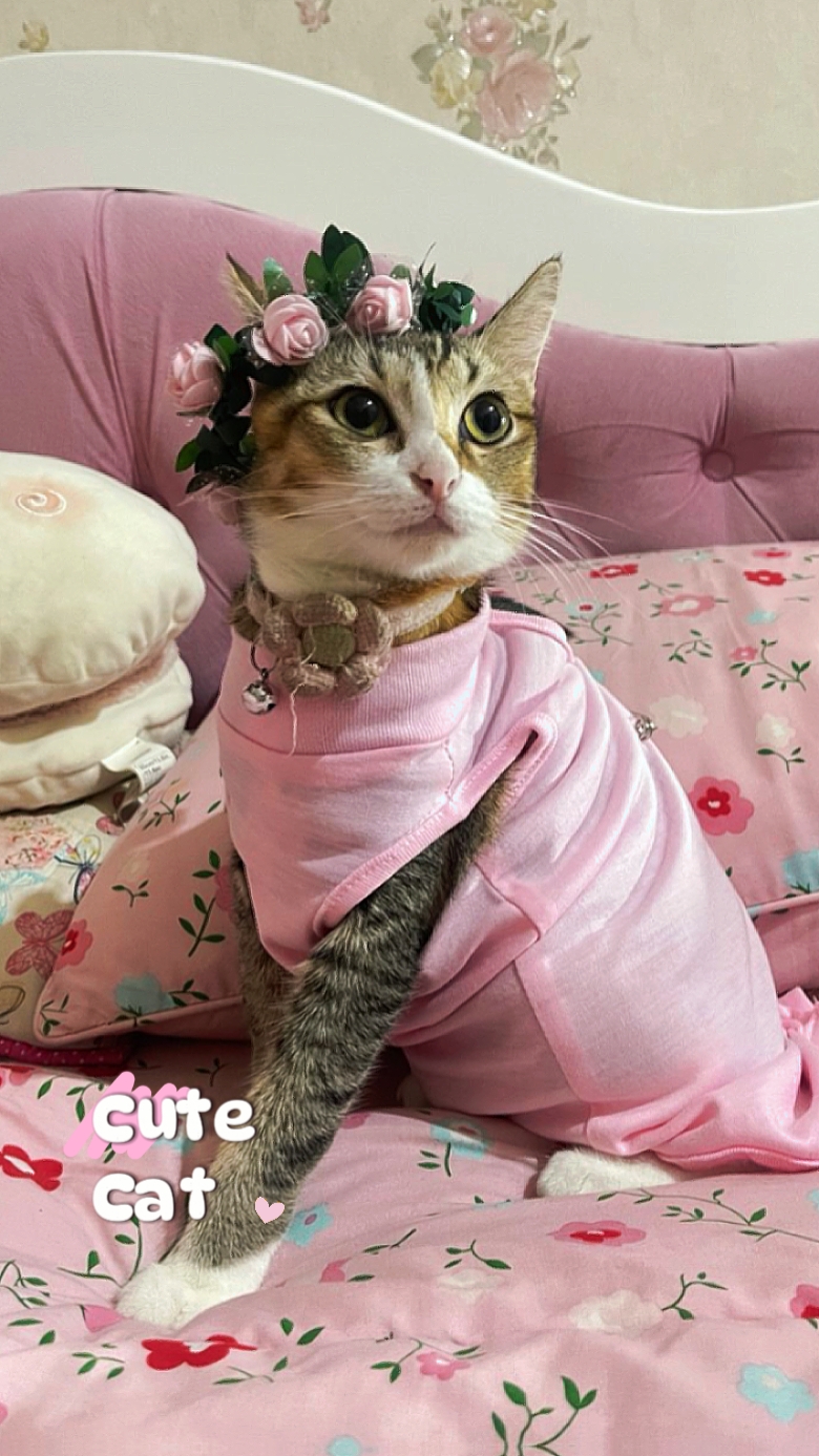 Lindo gato