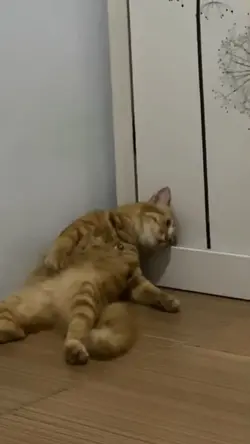 mentahan kucing 