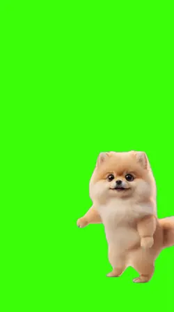 Cachorro/Dog.