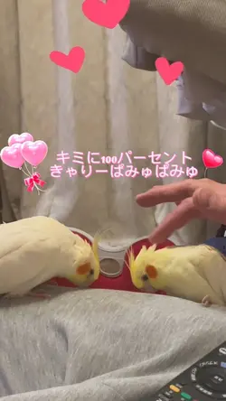 君に100パーセント💖きゃりーぱみゅぱみ