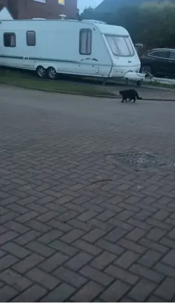 Cat slo-mo