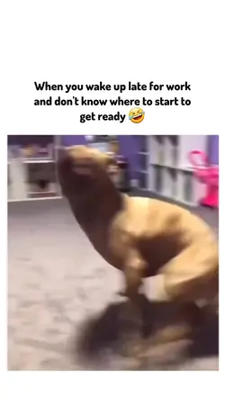 Funny meme videos 