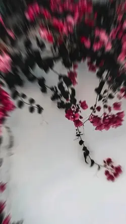 my new tik tok video