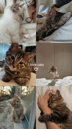 i love cats 