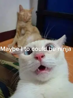 Kitty cat 