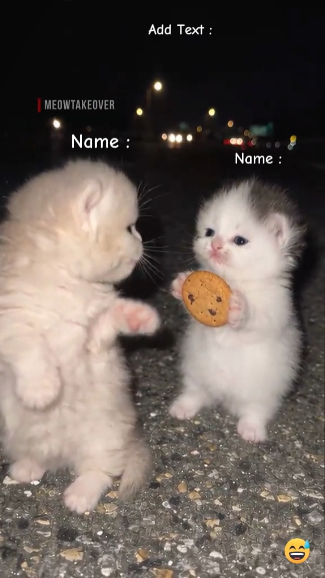 Cute Cat ,