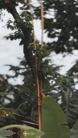 ogoh ogoh cinematic 