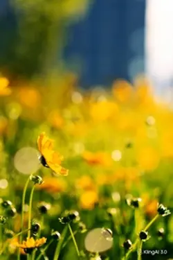 #Dreamgarden#