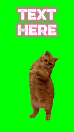 Dancing Cat meme 