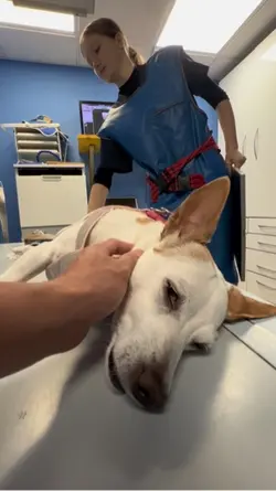 Cirugía veterinaria 